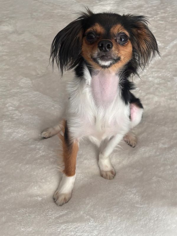 Small tricolor dog sitting on a soft surface.