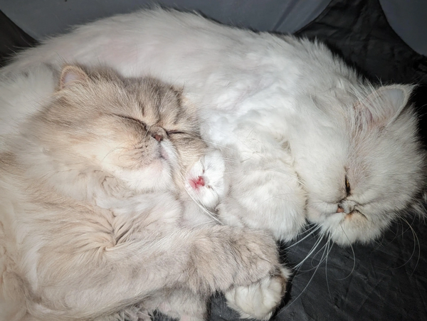 Queen Serebriyani Velechesto and Queen Starlett snuggling a 4 day old Maximus.