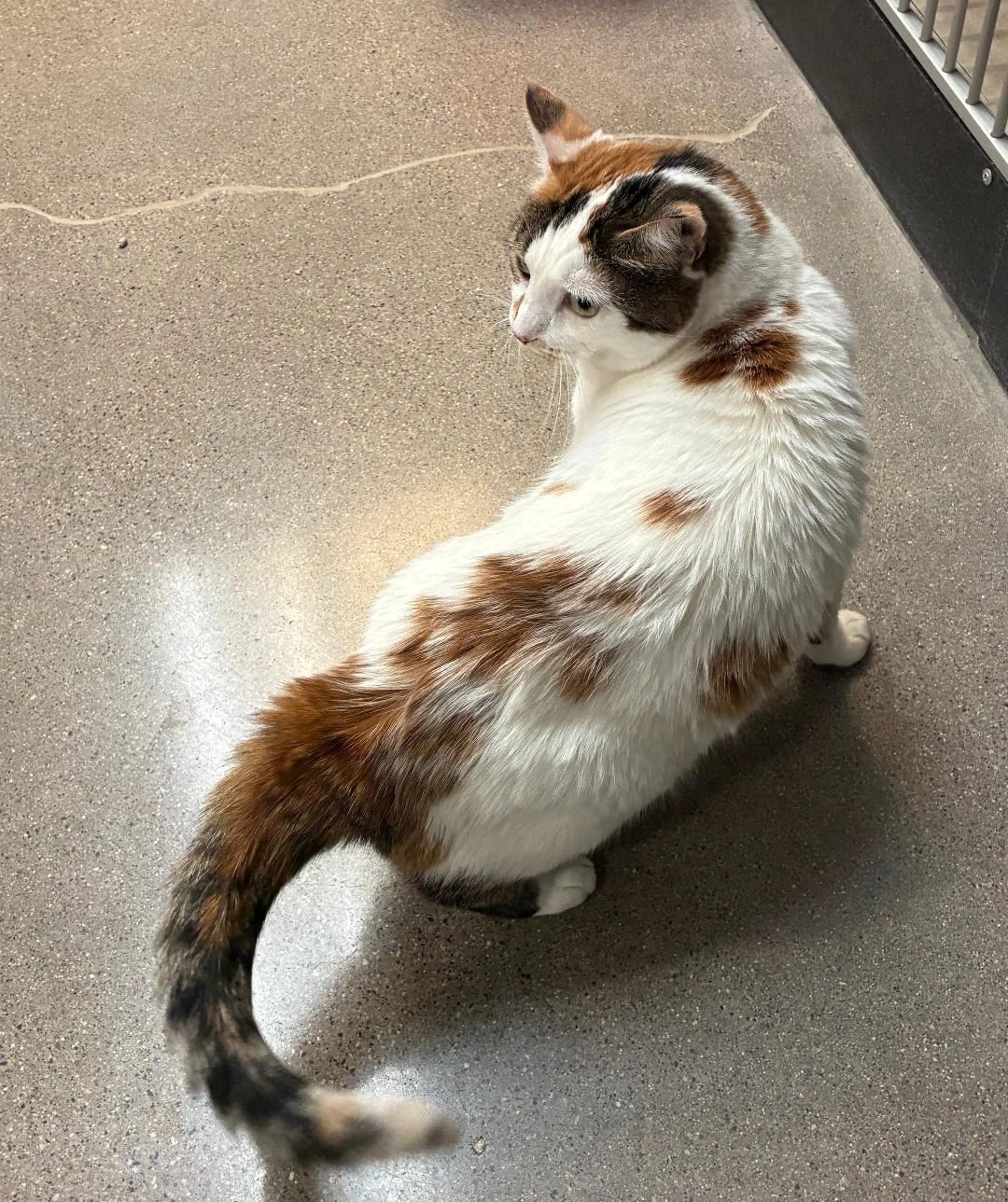 Stella