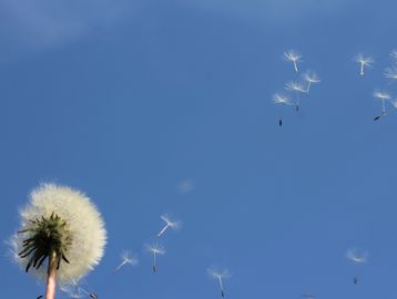 Let Go Dandelion Seeds disperse