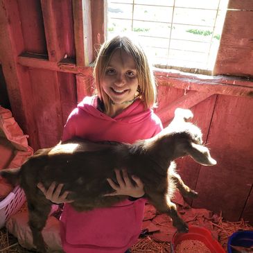 a little girl with baby sheep 
