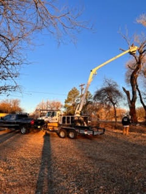 Tree Trimming Tree Removal Service Wise County Parker County Tarrant County 
Tree Removal Near Me