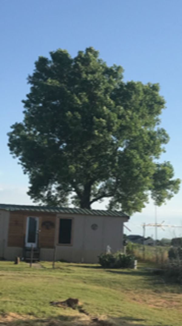 Tree Trimming Tree Removal Service Wise County Parker County Tarrant County 
Tree Removal Near Me