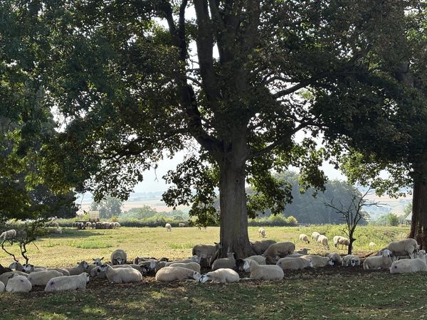 Sheep resting under a large tree in a sunny field.