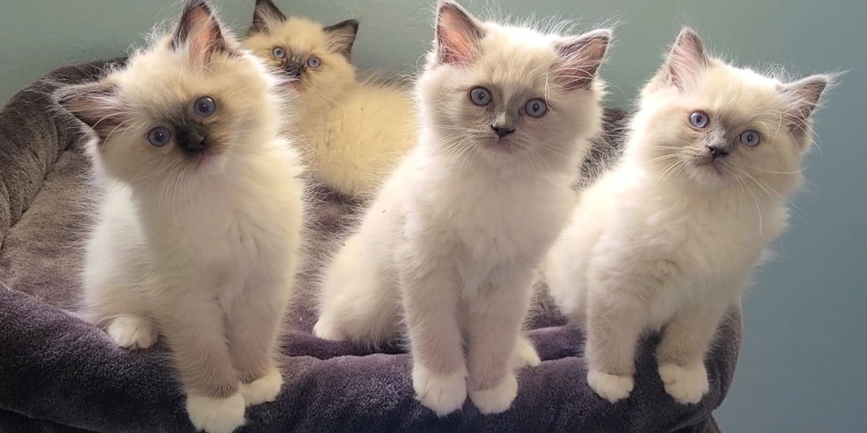 Ragdoll Kittens for Sale - Blu Star Ragdolls