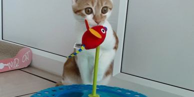 Cat curiously watching a bird toy.
