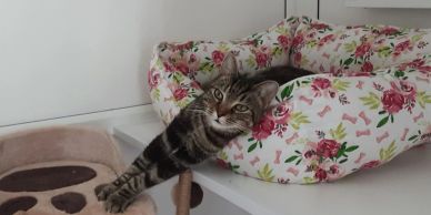 Cat stretching from a floral bed.