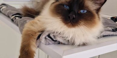 Fluffy cat with striking blue eyes lounging on a table.