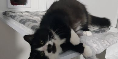 Black and white cat lying on a shelf.