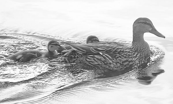 Mallard Duck mother and young. 