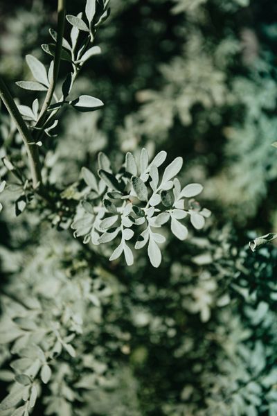 Close-up of delicate green leaves on a blurred natural background.