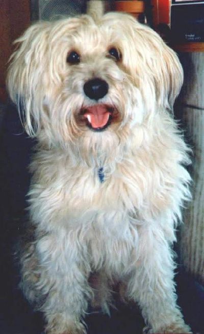 Fluffy, happy dog with a wide smile.