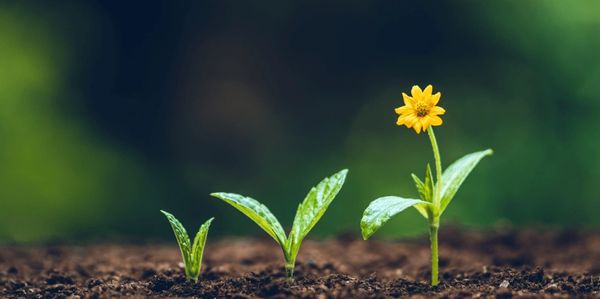 Three stages of plant growth with a yellow flower blooming.