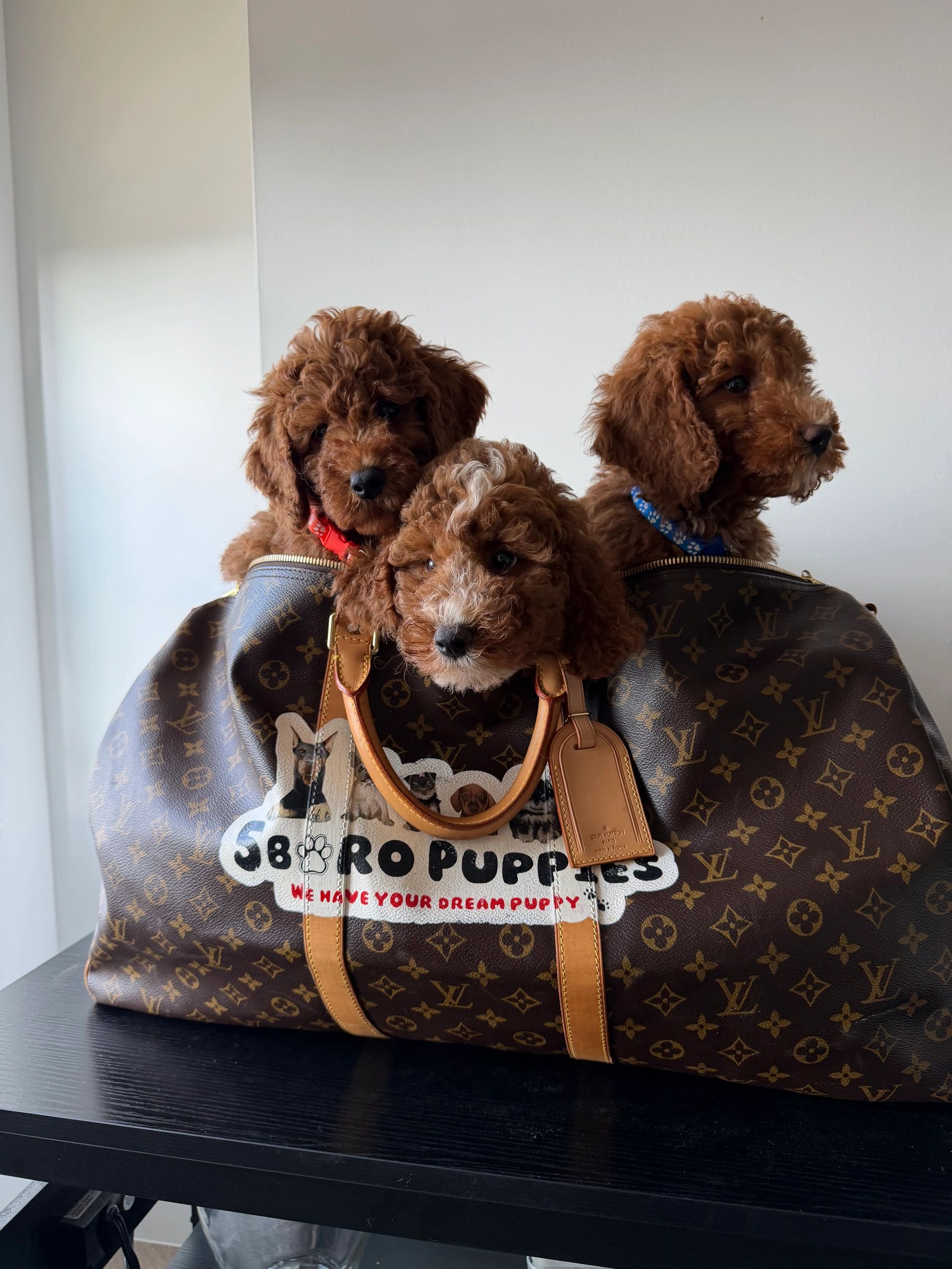 5boropuppies