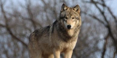 A lone wolf standing alert in a natural setting.