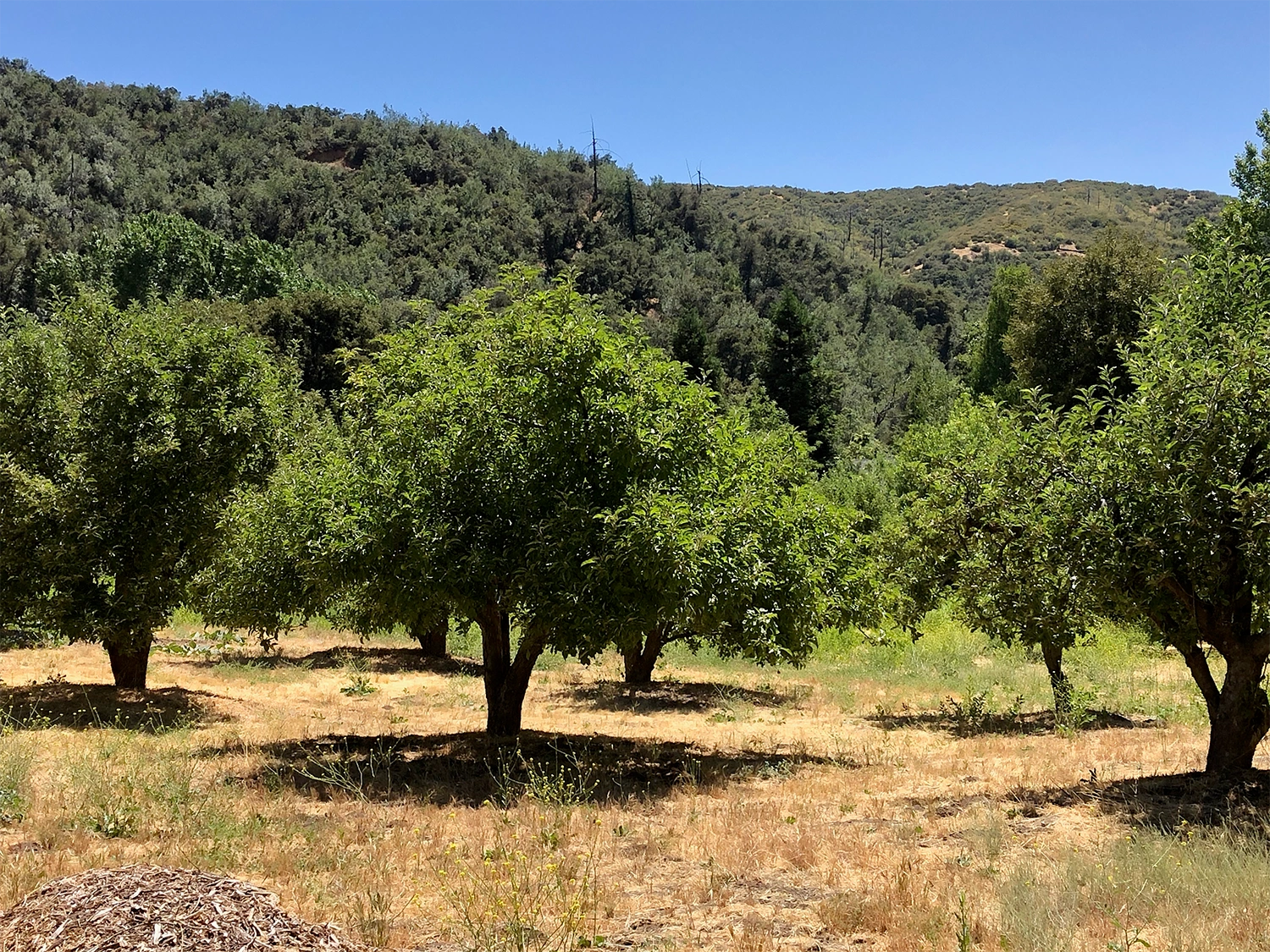 Oak Glen Creek Farm