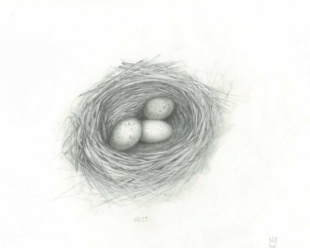 11" x 14" black and white graphite illustration of a bird's nest with three eggs.