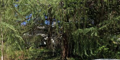Large tree with drooping branches in a green backyard.