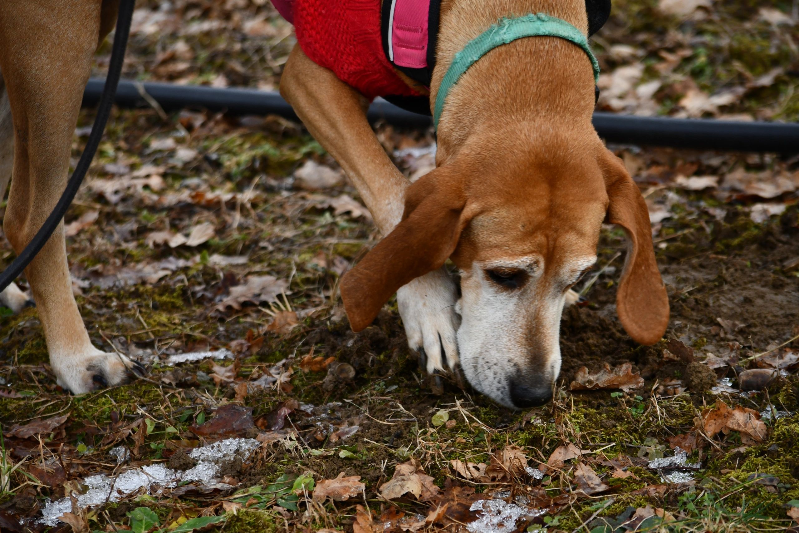 Virginia Truffles Truffles, Cultivation Services