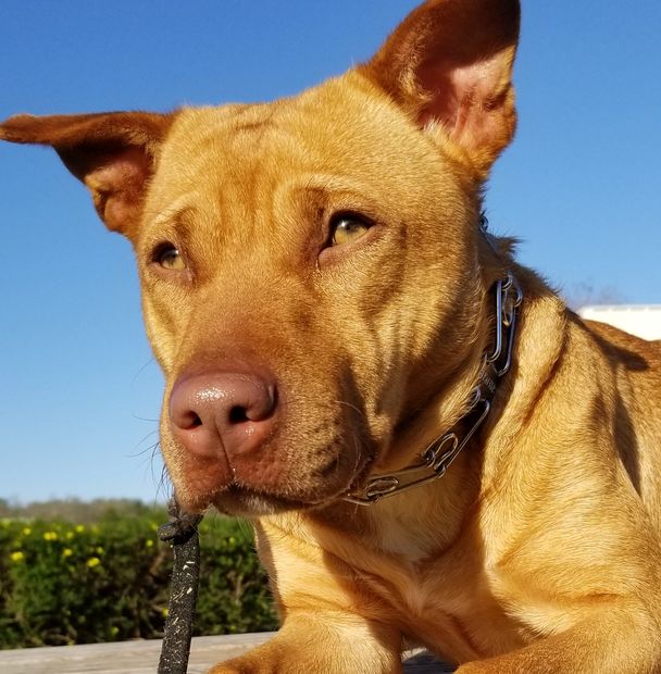 The good girl named Daisy looking majestically into the distance  