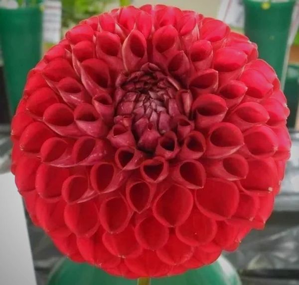 Ball Dahlia 'Cornel'.