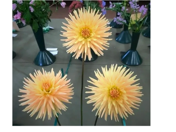 Cactus Dahlia 'Embrace'