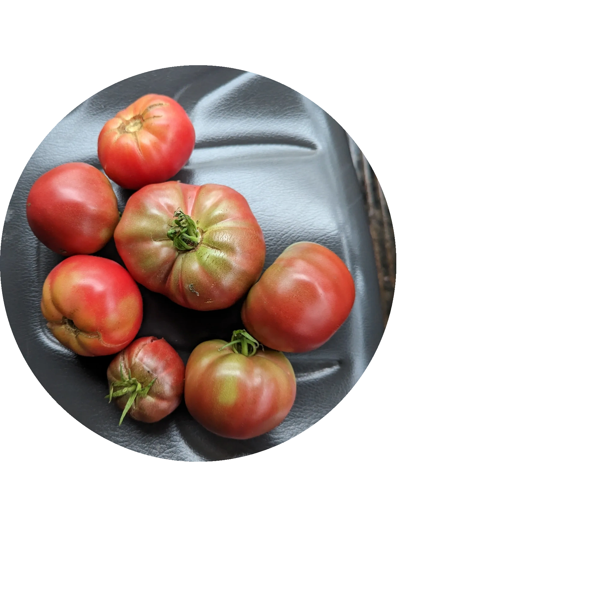 sustainable living
large and medium ripe red tomatoes
