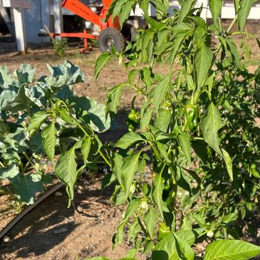 Green chili pepper plant growing in a garden with other vegetables.