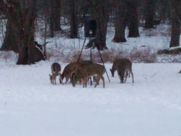 Deer feeding at Seville campground