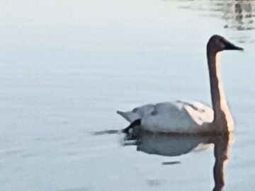 Bird swimming in lake at campground