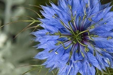 Amazing Benefits Of Black Seed Oil Nigella Sativa