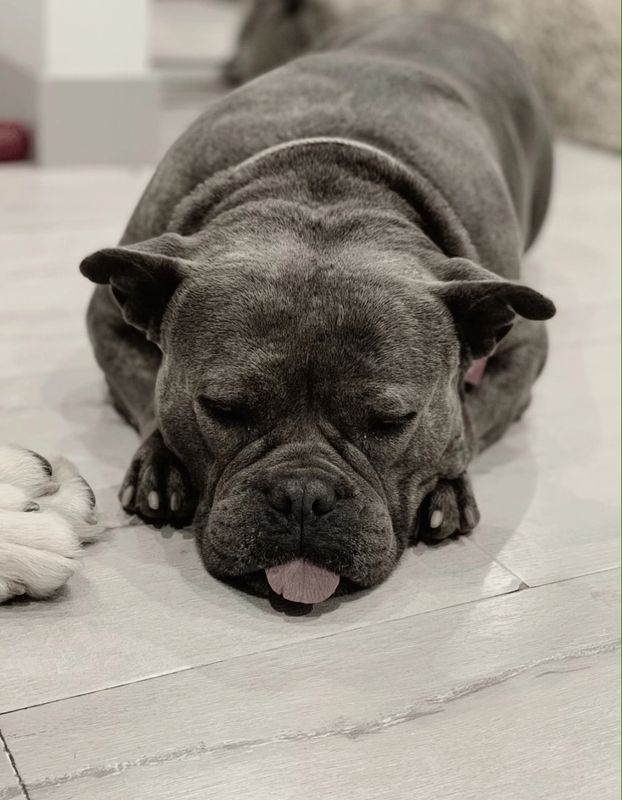 Paws Of Redemption Rescue Pet Adoption Dogs And Cats