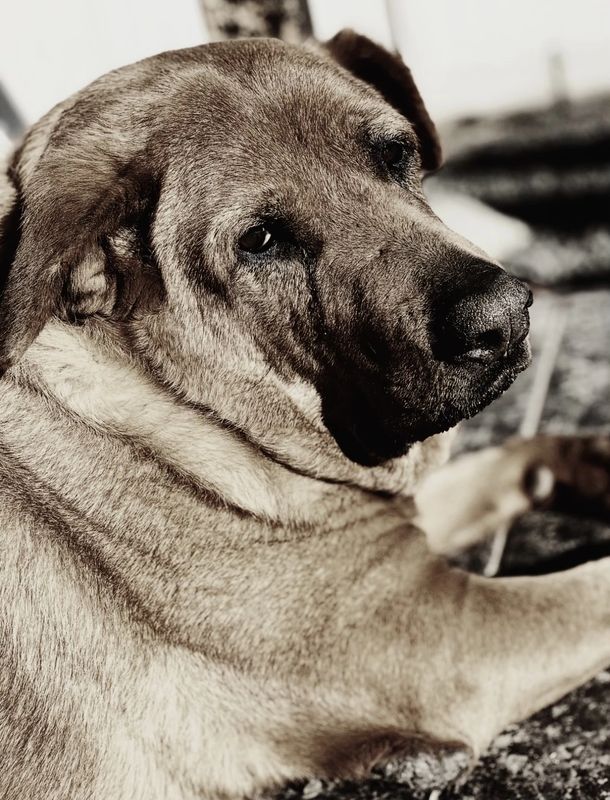 Paws Of Redemption Rescue Pet Adoption Dogs And Cats