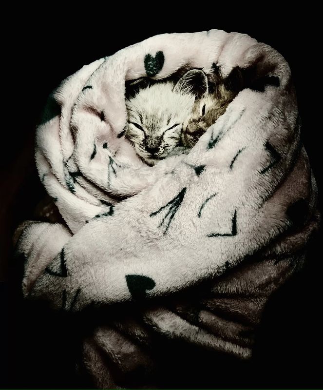 Paws Of Redemption Rescue Pet Adoption Dogs And Cats