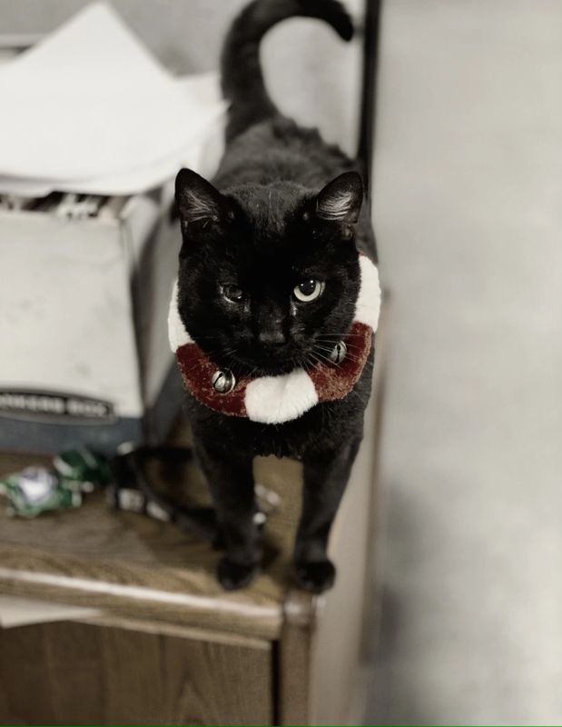 Paws Of Redemption Rescue Pet Adoption Dogs And Cats