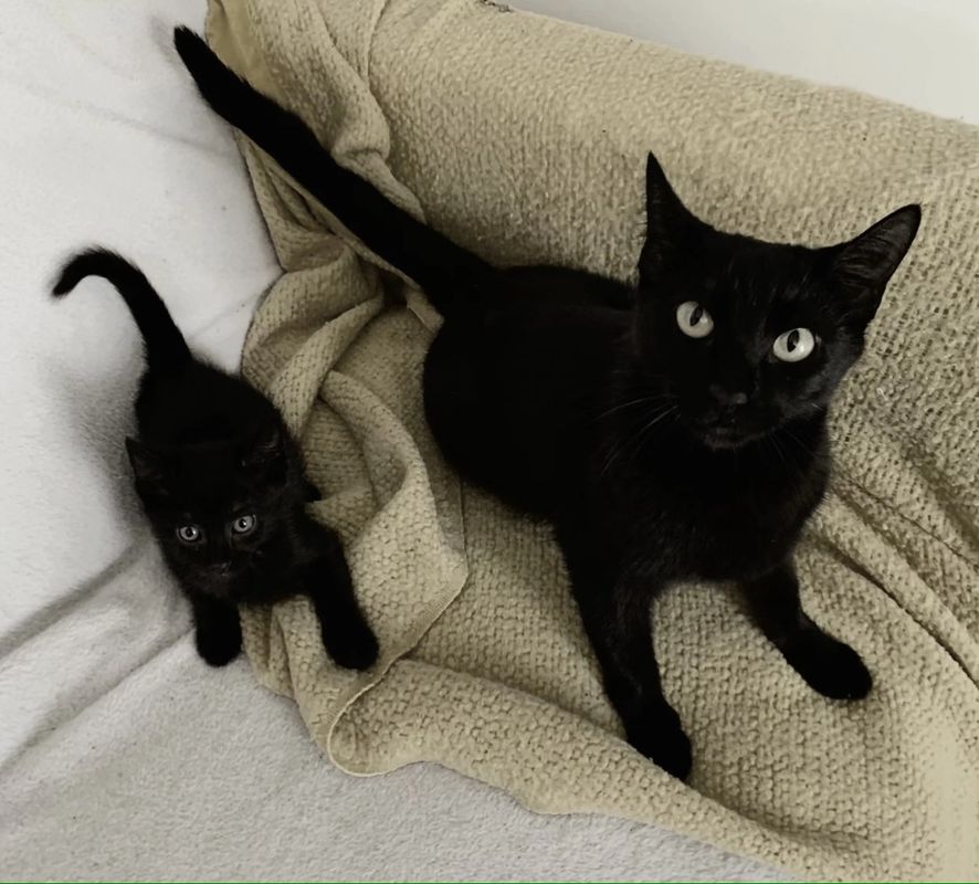 Paws Of Redemption Rescue Pet Adoption Dogs And Cats