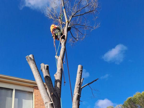 Elm tree removal
