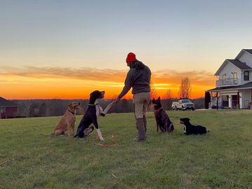 All-X K9 - Dog Training - Louisville, Kentucky