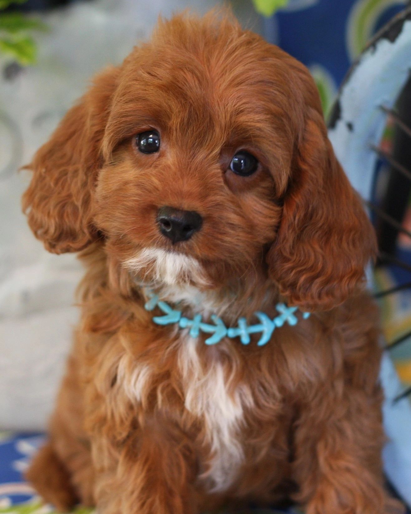 Castle Red Cavapoo