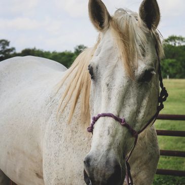 EAL Equine "Horse" Assisted Learning. Where the horse is part of your team.