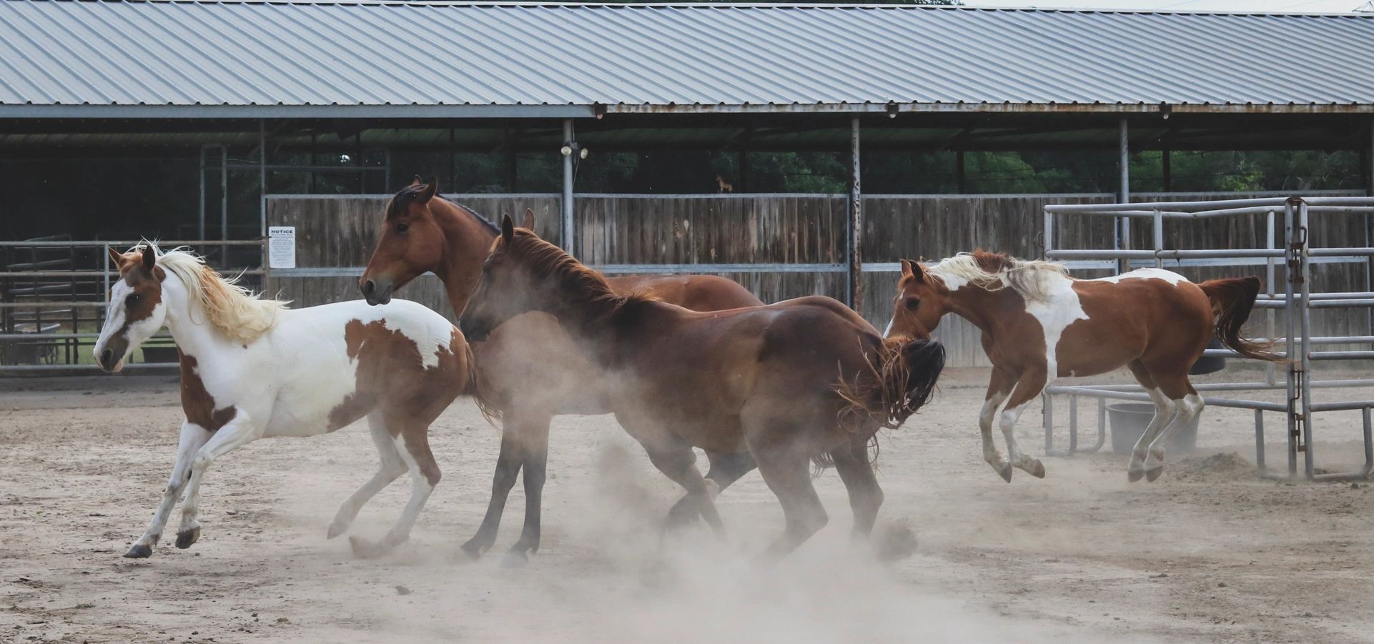 Kick up your heals and play. Great day at Osborne Stables Equine Rescue