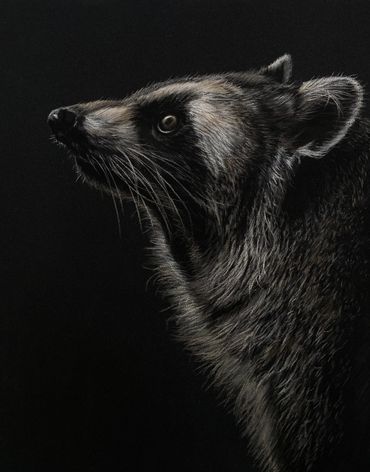 Close-up of a raccoon's side profile against a black background.
