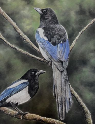 Two black and blue birds perched on branches in a natural setting.