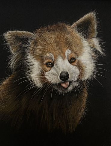 Close-up of a red panda with tongue slightly out against a black background.