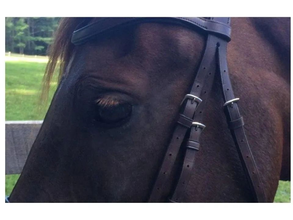 Complete Equestrian Saddlery