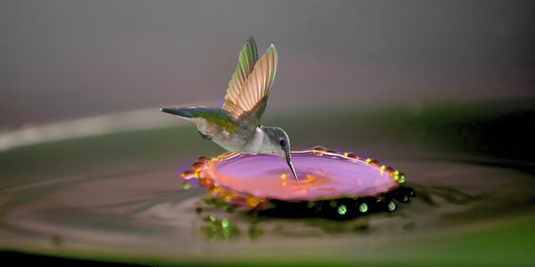 A small animal eating a water on the bowl
