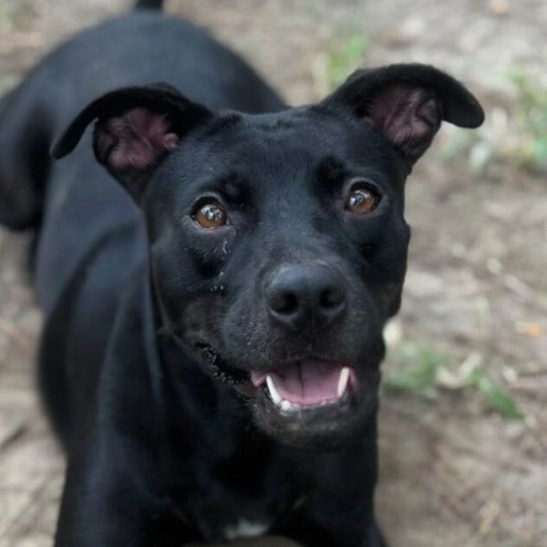 Happy black dog with shiny eyes and open mouth.