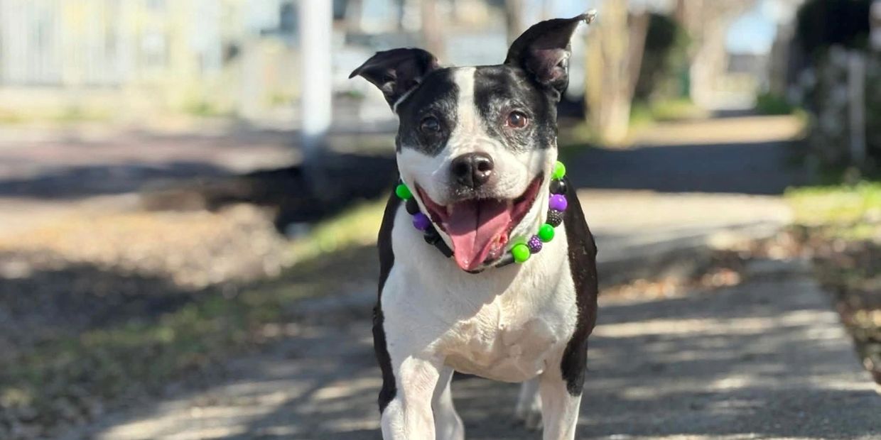 Happy black and white dog wearing a colorful bead necklace outdoors.