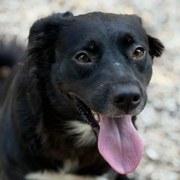 Happy black dog with tongue out and bright eyes.