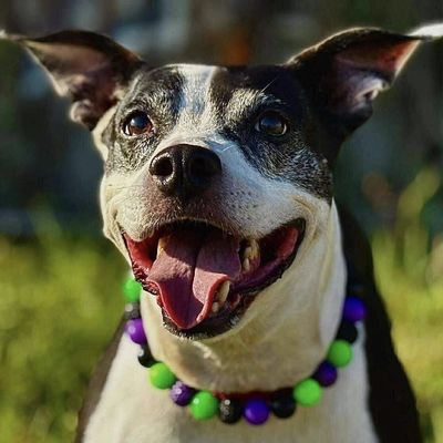 Happy dog wearing a colorful bead necklace outdoors.